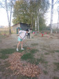 ЗЕЛЕНАЯ РОССИЯ 