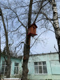 Проект "Перелётные птицы"
