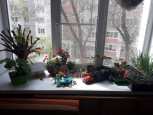 Опытнические уголки с растениями «Огородняя сказка»