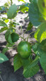 Долгосрочный экологический проект "Зеленый десант"