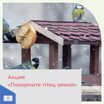 Акция «Покормите птиц зимой»