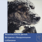 Безопасность детей. Встреча с бездомными животными