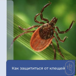 Как защититься от клещей: советы для детей и родителей