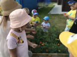 Витамины на грядке