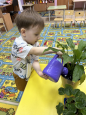 Уход за комнатными растениями