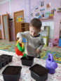 У бабули в огороде