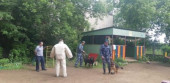 "День кинолога"
