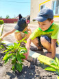 Огородные новости из нашего центра🫑🍅🍉 