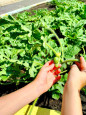 Огородные новости из нашего центра🫑🍅🍉 