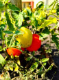 Огородные новости из нашего центра🫑🍅🍉 