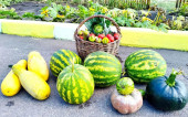 🧺 Закрываем огородный сезон ярким урожаем!🫑🍅🍉🥬 