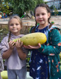 🧺 Закрываем огородный сезон ярким урожаем!🫑🍅🍉🥬 