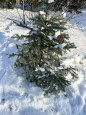 Эколята и пернатые друзья.(птицы).