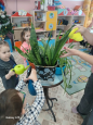 январь  комнатные растения и добрые дела