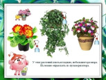 Правила ухода за комнатными растениями от Нюши.