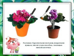 Правила ухода за комнатными растениями от Нюши.