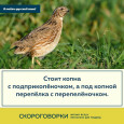Скороговорки о животных