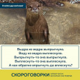 Скороговорки о животных