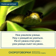 Скороговорки о животных
