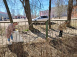 "Зеленая весна"